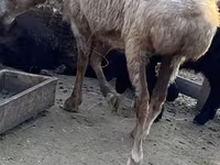 公羊, Sheep — 照片 5