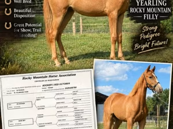 Yegua, Rocky Mountain Horse