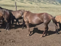 Yegua, Caballos — foto 3