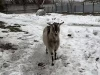Ешкі, Alpine goat — 3-сурет