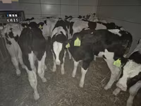 Bulle, Simmental cattle — Foto 5