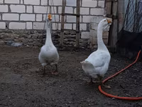 Geese — 4-rasm