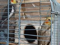 HAZİR BALA VEREN CUTLERDİ - Növ: Nimfa (Cockatiel) cütü – biri boz/aq — фото 4