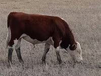 Bulle, Simmental cattle — Foto 5