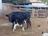 Kuh, Holstein-Rasse — Foto 2