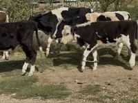 Toro, Simmental cattle — foto 2