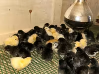 Chickens — фото 1
