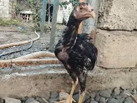 Chickens — foto 2