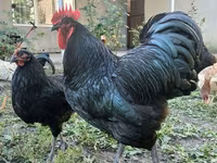 Australorp — foto 1