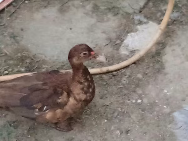 بقرة, الماشية