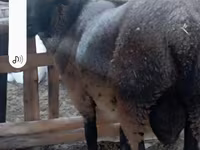 公羊, Romanov sheep — 照片 4