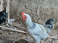 Chickens — Foto 1