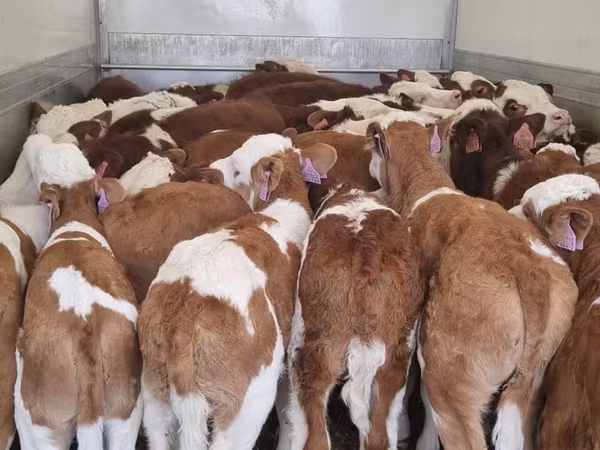 Rinder (Partie, Geschlecht nicht angegeben), Simmental cattle