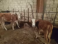 Kuh, Simmental cattle — Foto 1
