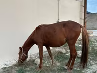 حصان, Karabakh horse — الصورة 2