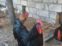 Chickens — Foto 5