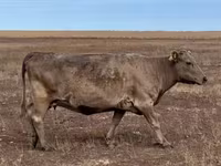 Sigir, Latvian Blue cattle — 3-rasm