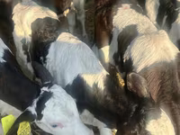 ІҚМ (топ, жынысы көрсетілмеген), Russian Black pied cattle — 5-сурет