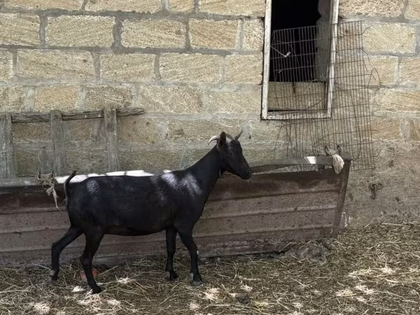 Cabra, Murcia-Granada goats