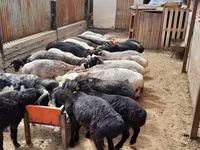 Ram, Sheep — photo 5