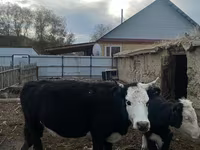 Корова, Latvian Blue cattle — фото 5