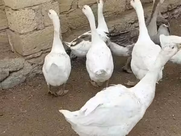 Гуси