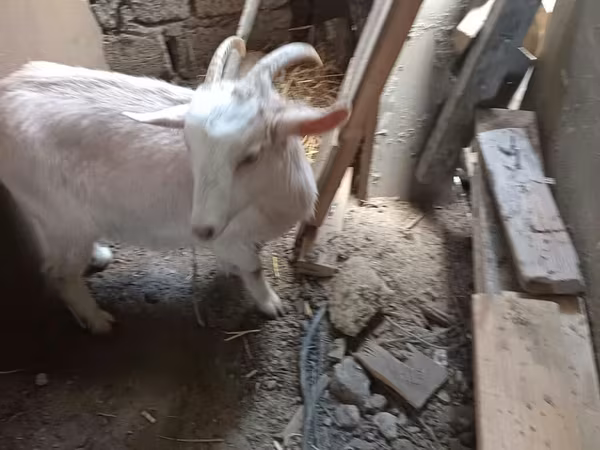 عنزة, Saanen goat