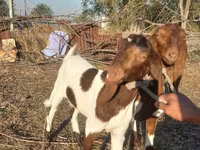 Dişi keçi, Kamori goats — foto 3