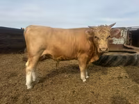 Toro, Simmental cattle — foto 4