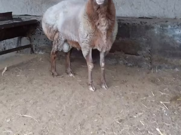 Widder, Edilbay sheep