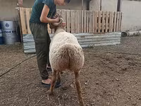 Qoyunlar (partiya, cinsi göstərilməyib), Arashan sheep — foto 7