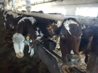 Rinder (Partie, Geschlecht nicht angegeben), Simmental cattle — Foto 2