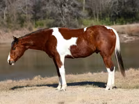 At, National Show Horse — foto 2