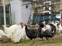 Широкогруда Біла — фото 5
