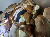 Toro, Simmental cattle — foto 4