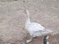 Ducks — Foto 3