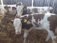 أبقار (دفعة، الجنس غير محدد), Simmental cattle — الصورة 2