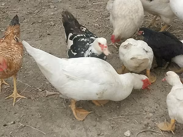 Chickens