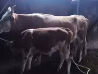 Kuh, Latvian Blue cattle — Foto 7
