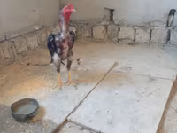 Chickens — الصورة 2