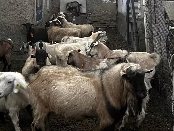 Ziegenbock, Alpine goat