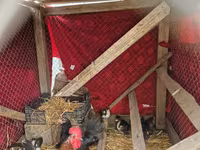 Chickens — Foto 3