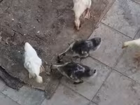 Geese — Foto 3