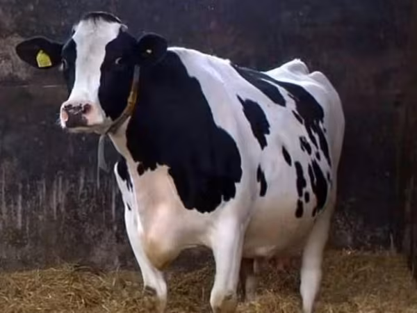 Sigir, Kholmogory Cattle — Rossiya
