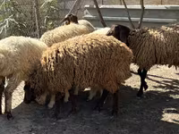 Schaf, Schafe — Foto 2