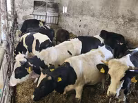 Bulle, Russian Black pied cattle — Foto 3