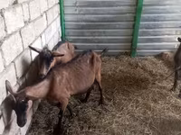 母山羊, Alpine goat — 照片 3