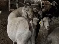 Cabro, Cabras — foto 5