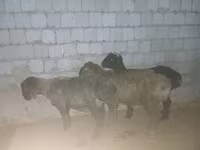 Qoyun, Qoyunlar — foto 1