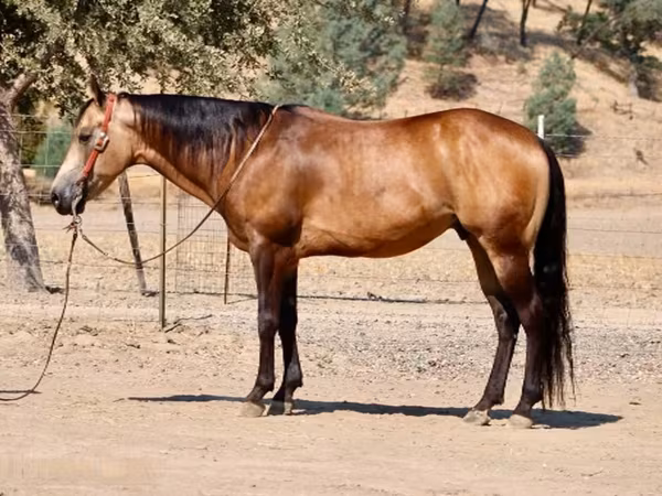 Aygʻir, Quarter Horse